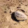 Schildpad komt op verkeerde moment buurten