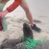 Jonge zeeleeuwtjes bevrijden uit visnet