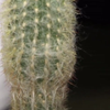 Man v cactus