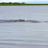 Waterbok vs. krokodil