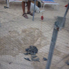 Klont schildpadjes bezet strand