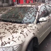 Het regent wormen in China
