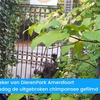 RE: Ontsnapte chimpansees Amersfoort