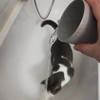 Spelletje voor met je poes
