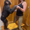 Met een chimp in een hokje