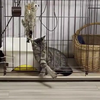 Kat veilig opgesloten in kooi