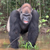 Oog in oog met zilverrug gorilla
