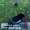 Vogels leren recyclen 