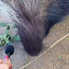 Dieren interviewen met kleine microfoon