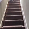 Hoe doet een hond traplopen 