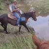 Paard in de water