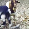 The Fresh Goat of Bel-Air