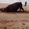 Stier op het strand