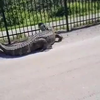 Florida gator vs metalen hek