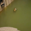 Zeehond in de water