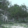 Witte giraffe op beeld