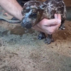 Baby nijlpaardje krijgt wasbeurt