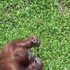 Orang-oetan vindt zonnebril