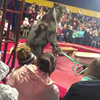 Circusbeer doet trucje 