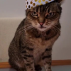 Kat zijn verjaardag