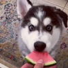 Hond eet watermeloen 