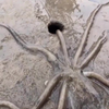 Dikke octopus in klein gaatje