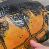 Schildpad schillen
