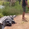 Gast met pet vs teringgrote krokodil