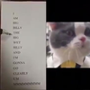 Hoe doet een kat