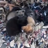 Puppies bewaken kittens