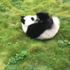Panda is bal