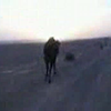 Even een kameel uitlaten