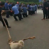 Hondje doet mee touwtje trekken