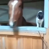 Paard vs Kat