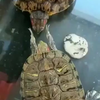 Schildpad slapt schildpad