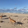 Dingo spot lekker hapje