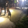 Hondenpolisie sloopt illegale rave