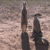 Dumpert Natuur