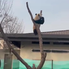 Dikke panda in de boom 