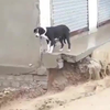 Held redt hond