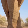 RE: Prachtig beeld van een olifant