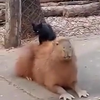 Capibara wordt gruwelijk kapodtgesloopt