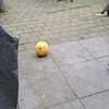 Papa ik heb een trucje geoefend!