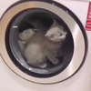 Kat in wasmachine 