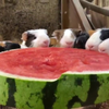 Cavia's aan de watermeloen