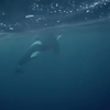 De laatste momenten van een orka
