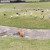 Lekker buffet