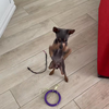 Fifi in training