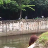 Orang oetan verdrinkt bijna in gracht