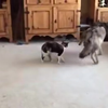 Coyote speelt met kat
